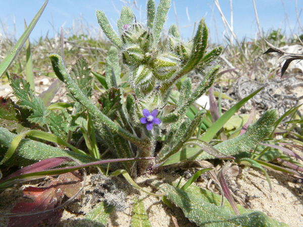 Hormuzakia aggregata (=Anchusa aggregata)/Buglossa siciliana